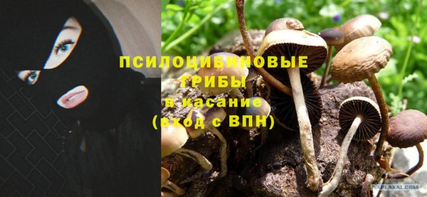 дмт Бородино